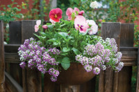 Perk Up  Your Pier: Container Gardening at the Lake