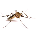 Buzz Off! Natural Mosquito Repellents