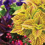 All Season Long | Annuals Make Gardening Easy