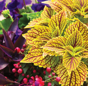 All Season Long | Annuals Make Gardening Easy