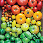 Garden Stars | Homegrown Tomatoes