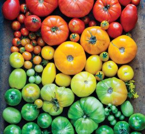 Garden Stars | Homegrown Tomatoes
