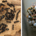 Keeping Bugs at Bay | Natural Remedies to Combat Common Pests