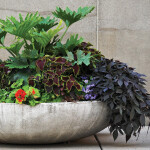 Cool Containers |Gardening in Pots of All Sizes for Flowers and More
