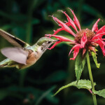 Planting for the Birds and the Bees