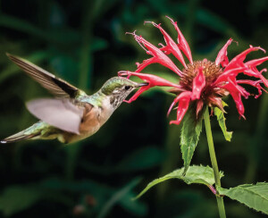 Planting for the Birds and the Bees