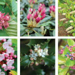 Plant Smart, Plant Local | Native Shrubs that Thrive At Smithmountain Lake