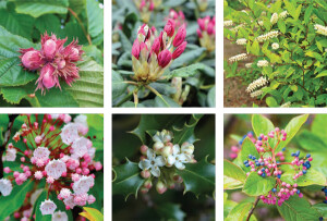 Plant Smart, Plant Local | Native Shrubs that Thrive At Smithmountain Lake