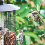 For the Birds | Establishing Bird Havens In the Garden