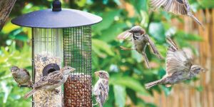 For the Birds | Establishing Bird Havens In the Garden