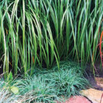 Ornamental Grasses | The Garden’s Unsung Hero