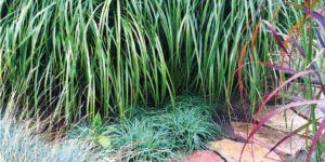 Ornamental Grasses | The Garden’s Unsung Hero